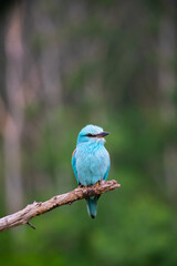 European roller (Coracias garrulus) bird.