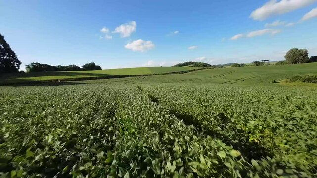 Green Soy Field - Low and Fast flyby with FPV drone under a blue sky