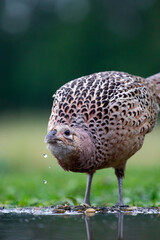 Common pheasant (Phasianus colchius) in green field