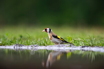 European goldfinch (Carduelis carduelis)