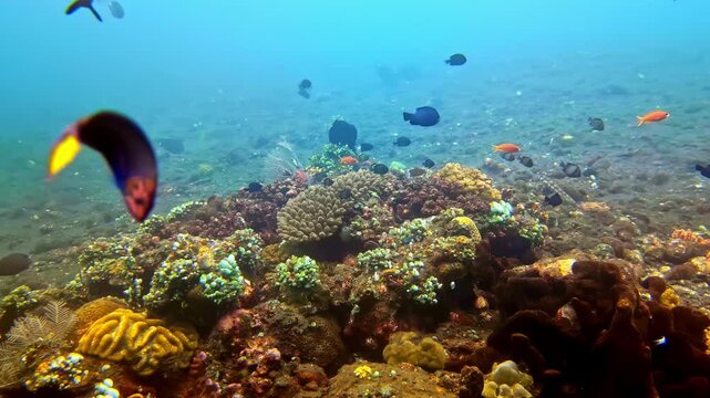 Slow motion view scuba diving with school of fish on ocean water sea floor with corals seaweed reef ecosystem at Liberty Wreck Bali Indonesia Asia nature aquatic animals habitat landscape