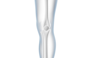 Human kneecap model, Biological and medical concepts, 3d rendering.