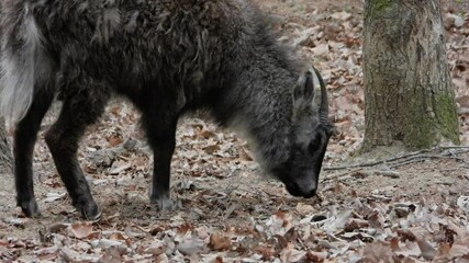한국,산양,천연기념물,멸종위기야생동물,Korea, Mountain Ocean, Natural Monument, Endangered Wildlife