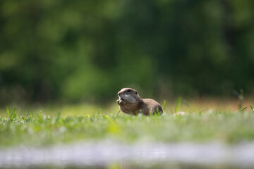 Funny ground squirrel