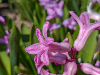 Vibrant Close-Up of Pink Hyacinth Flowers in Bloom During Springtime