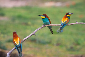 European bee eater, Merops apiaster. Common bee-eater. Close-up
