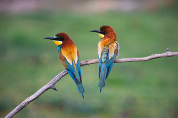 European bee eater, Merops apiaster. Common bee-eater. Close-up