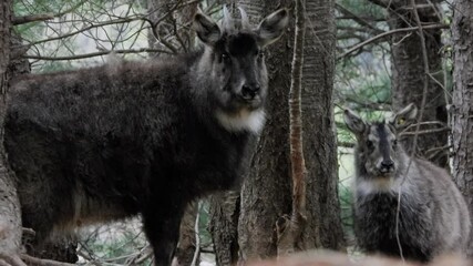 한국,산양,천연기념물,멸종위기야생동물,Korea, Mountain Ocean, Natural Monument, Endangered Wildlife