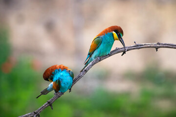 European bee eater, Merops apiaster. Common bee-eater. Close-up