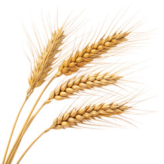 A close up of four golden wheat stalks. The stalks are tall and slender, with a few brown tips. Scene is serene and peaceful, as the wheat stalks stand tall and proud against a white background