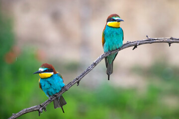European bee eater, Merops apiaster. Common bee-eater. Close-up