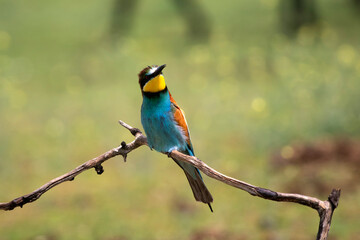 European bee eater, Merops apiaster. Common bee-eater. Close-up