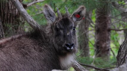 한국,산양,천연기념물,멸종위기야생동물,Korea, Mountain Ocean, Natural Monument, Endangered Wildlife