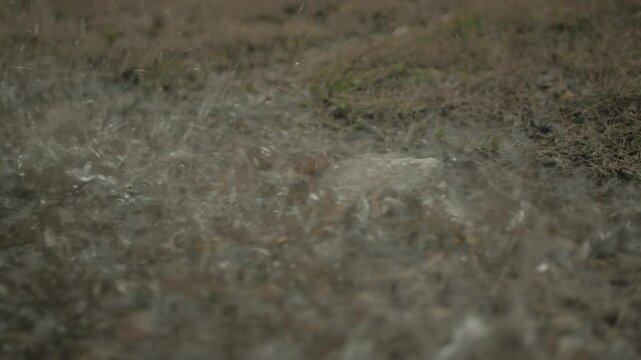 rain drops on the ground
