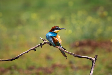 European bee eater, Merops apiaster. Common bee-eater. Close-up