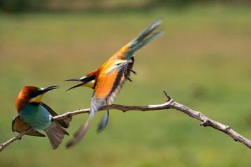European bee eater, Merops apiaster. Common bee-eater. Close-up