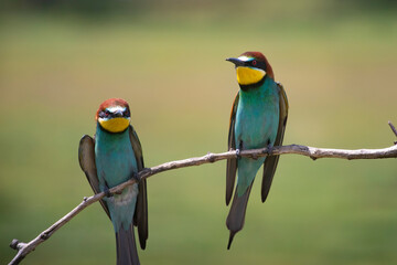 European bee eater, Merops apiaster. Common bee-eater. Close-up