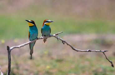 European bee eater, Merops apiaster. Common bee-eater. Close-up