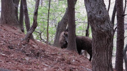 한국,산양,천연기념물,멸종위기야생동물,Korea, Mountain Ocean, Natural Monument, Endangered Wildlife