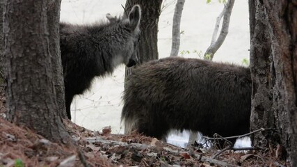 한국,산양,천연기념물,멸종위기야생동물,Korea, Mountain Ocean, Natural Monument, Endangered Wildlife