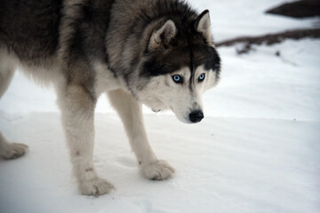  Husky with striking blue eyes intensely gazing ahead. The dog stands on a snow-covered surface,...