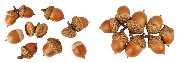 Brown acorn oak nut isolated on white background. Top view. Flat lay