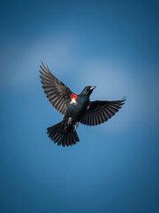 Obraz premium black winged blackbird