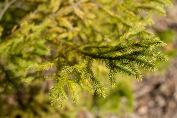 Spruce branch close-up. Evergreen coniferous tree. Tree seedlings and gardening. Forest landscape....