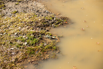 Muddy water. A puddle of dirty water with a piece of grass. Marshy area. Flooding from melting snow. The shore in the park by the pond. The concept of the environment and ecology