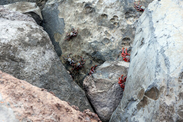 Grapsus adscensionis crabs on a rock in Funchal city, capital of Madeira Island, Portugal