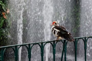 Muscovy duck and fountain in Municipal Garden in Funchal city, capital of Madeira Island