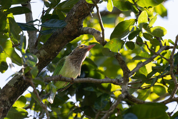A vibrant brown headed barbet perched on a tree branch with sharp details and the background is with leaves and branches.