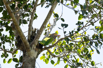 A vibrant brown headed barbet perched on a tree branch with sharp details and the background is with leaves and branches.
