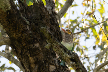 A vibrant brown headed barbet perched on a tree branch with sharp details and the background is with leaves and branches.