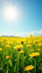 Sunlit dandelion field, vibrant yellow blooms against azure sky, floral, wild, optimism