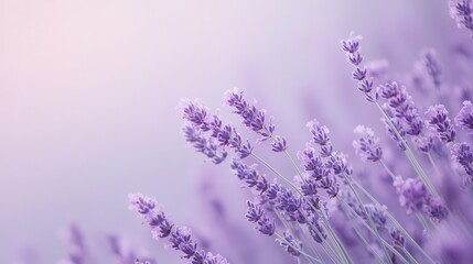 Naklejka premium Delicate lavender blossoms in soft pastel hues.