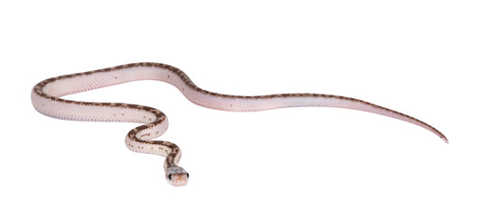 Baby white sided Texas rat snake or Elaphe obsoleta lindheimeri crawling. Isolated cutout on a transparent background.