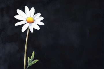 Obraz premium Watercolor painting of a single white daisy against a dark background.