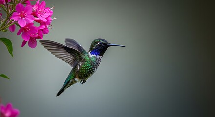 Fototapeta premium Hummingbird in Flight: A vibrant hummingbird gracefully hovers near bright pink flowers, wings outstretched against a blurred background.