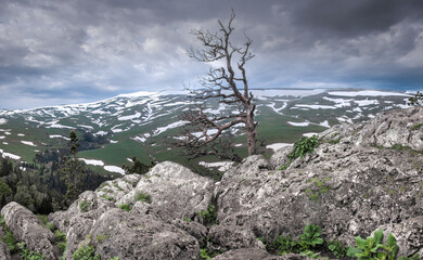 Panoramic view of the Lago Naki plateau. Forest on the mountain slopes. Lonely tree on the top of the mountain. Republic of Adygea.