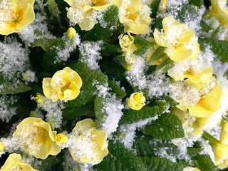 yellow blooming primroses under the snow in garden