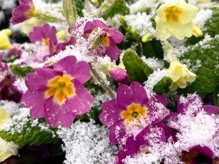 violet and yellow blooming primroses under the snow in garden