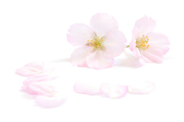 桜 花びら ピンク 春 白 背景