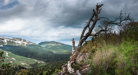 Panoramic view of the Lago Naki plateau. Forest on the mountain slopes. Lonely tree on the top of the mountain. Republic of Adygea.