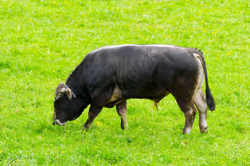 High angle view of bull of breed Rätisches Grauvieh at Swiss City of Zürich on a cloudy spring day. Photo taken April 15th, 2025, Zurich Schwamendingen, Switzerland.