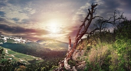 Panoramic view of the Lago Naki plateau. Forest on the mountain slopes. Lonely tree on the top of the mountain. Republic of Adygea.