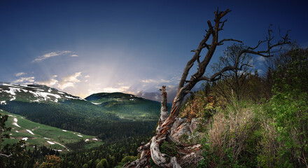 Panoramic view of the Lago Naki plateau. Forest on the mountain slopes. Lonely tree on the top of the mountain. Republic of Adygea.