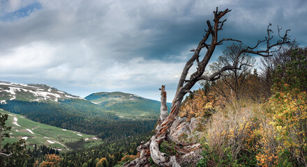 Panoramic view of the Lago Naki plateau. Forest on the mountain slopes. Lonely tree on the top of the mountain. Republic of Adygea.