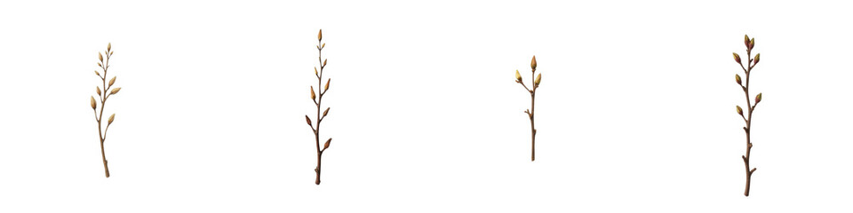 Set of Budding Twig Illustrations - Botanical Elements