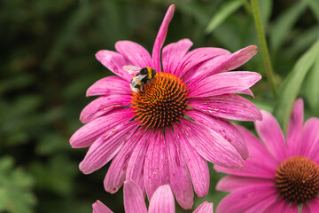 Purple coneflower (Echinacea purpurea) with a distinctive central cone and vibrant pinkish-purple...